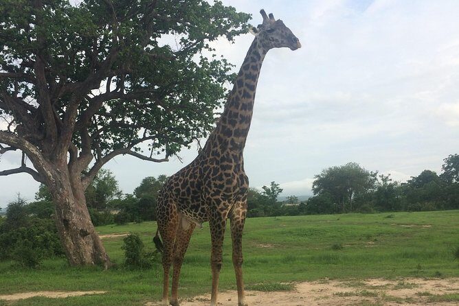 A day trip to mikumi from morogoro - FAQs