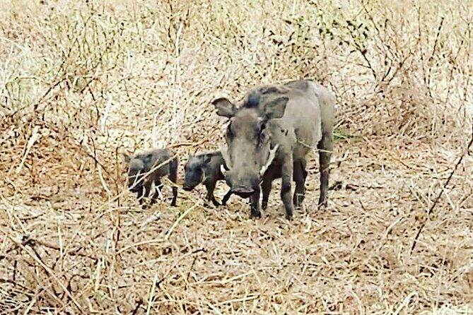 A Day Trip To Saadani National Park From Dar es salaam / Zanzibar - An Overview of the Experience
