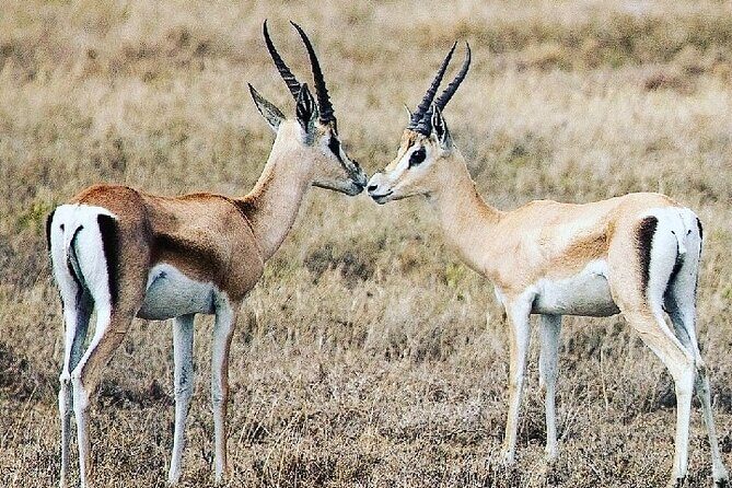 A Day Trip To Saadani National Park From Dar es salaam / Zanzibar - Logistics and Group Dynamics