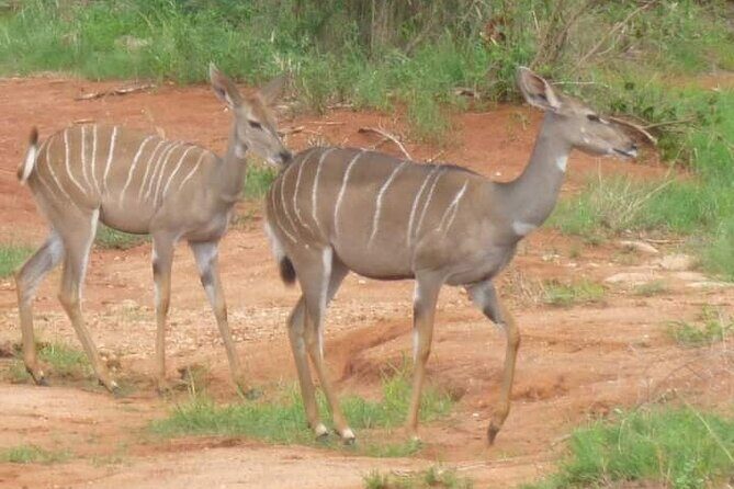 A Day Trip To Saadani National Park From Dar es salaam / Zanzibar - The Guide and Authenticity