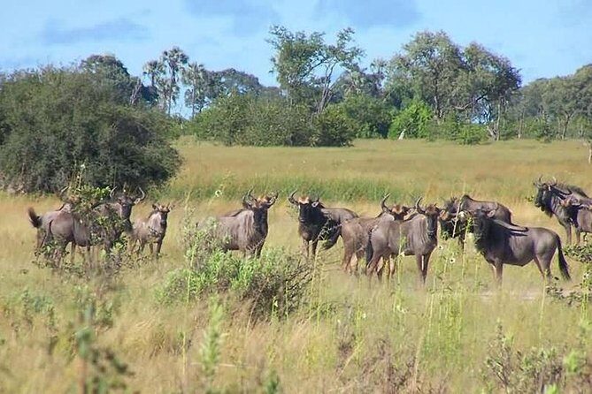 A Day Trip To Saadani National Park From Dar es salaam / Zanzibar - Considering the Cost