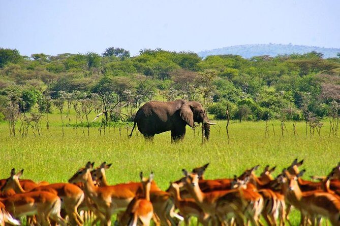 A Day Trip To Selous Fly From Zanzibar - Who Will Love This Tour?