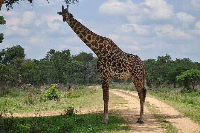 A Day Trip To Selous Fly From Zanzibar - The Sum Up: Who Is This Tour For?