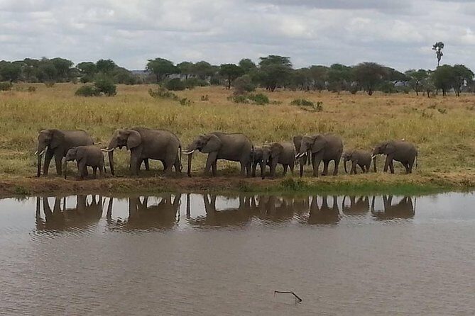 A Day Trip To Selous Fly From Zanzibar - Frequently Asked Questions