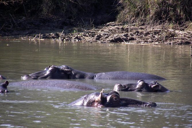 A Full Day Safari Tour to the Hluhluwe Imfolozi Big 5 Game Reserve - The Value of Private Guides and Transportation