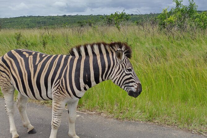 A Full Day Safari Tour to the Hluhluwe Imfolozi Big 5 Game Reserve - Final Thoughts