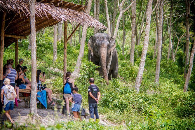 A Morning with the Elephants at Phuket Elephant Sanctuary - Deep Dive into the Itinerary