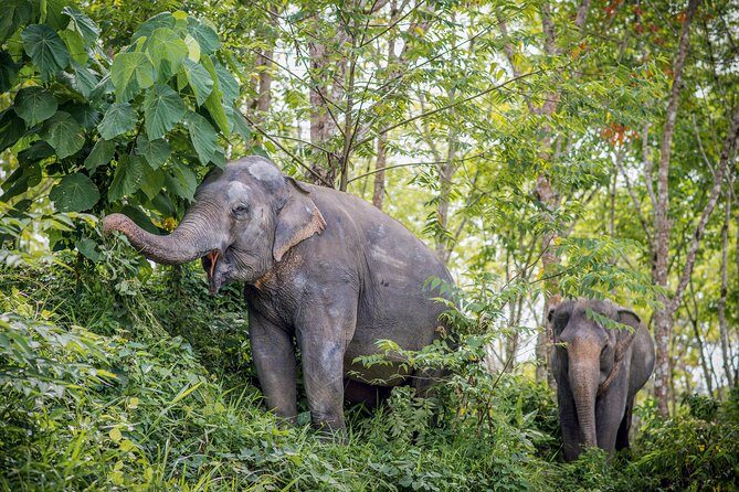 A Morning with the Elephants at Phuket Elephant Sanctuary - Who Will Love This Experience?