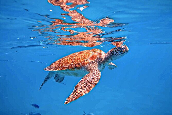 A Perfect-Day in Carlisle Bay - Introduction: What to Expect from This Barbados Beach Day