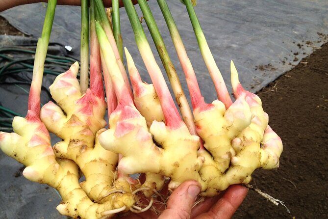 A Private Full Day Tour To Stone Town & Spice Farm - FAQ