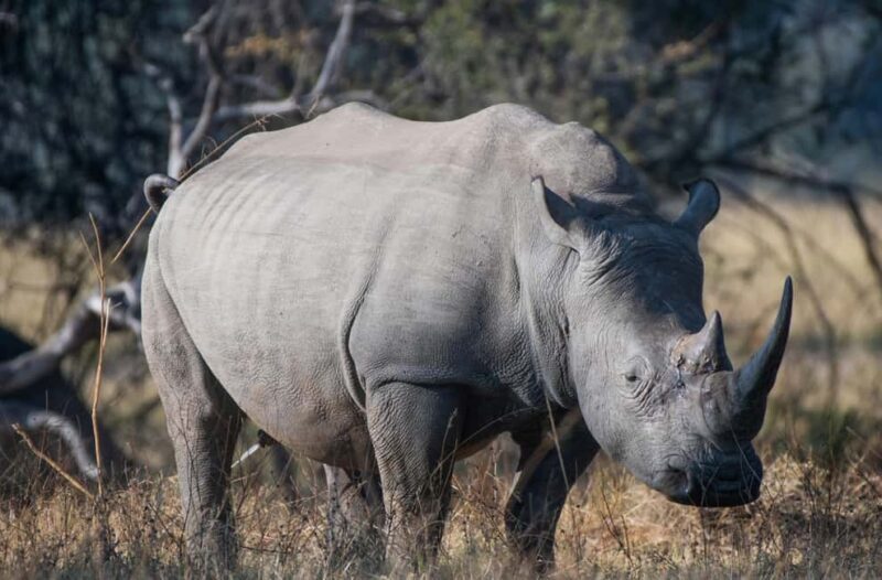 A Private Game Drive Plus White Rhino short walk - An In-Depth Look at the Private Game Drive Plus White Rhino Short Walk Experience