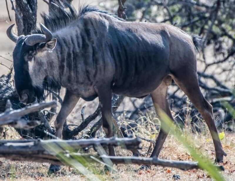 A Private Game Drive Plus White Rhino short walk - FAQs