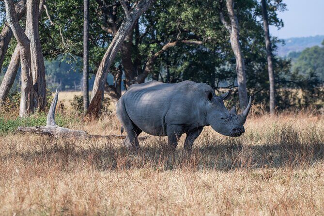 A Private Game Drive White Rhino Short walk - Key Points
