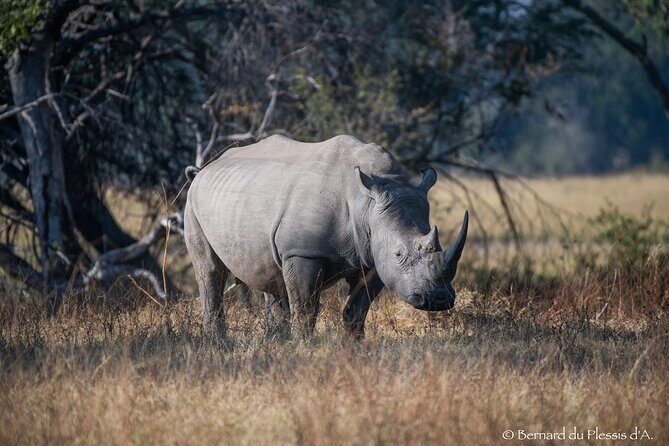 A Private Game Drive White Rhino Short walk - Final Words
