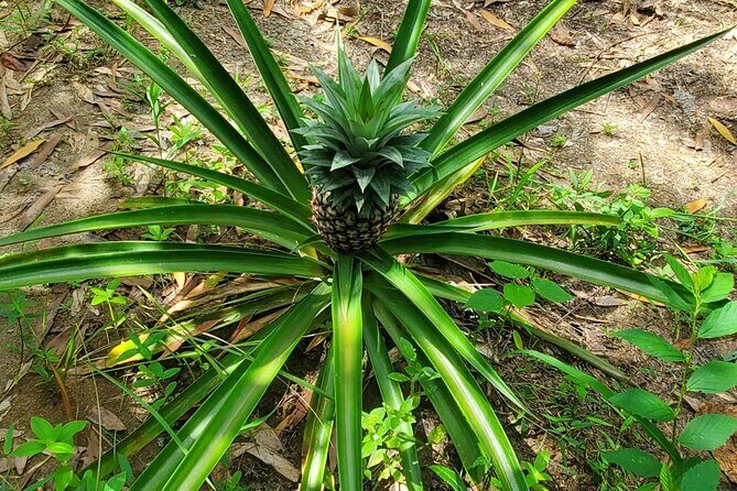 A private half day spice farm with a cooking lesson - Who Will Love This Tour?