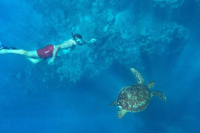 A Private TURTLE Tour on Rarotonga with Photography and Transfers - An In-Depth Look at the Private Turtle Tour on Rarotonga