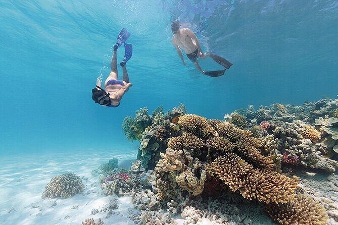 A Private TURTLE Tour on Rarotonga with Photography and Transfers - The Experience You Can Expect