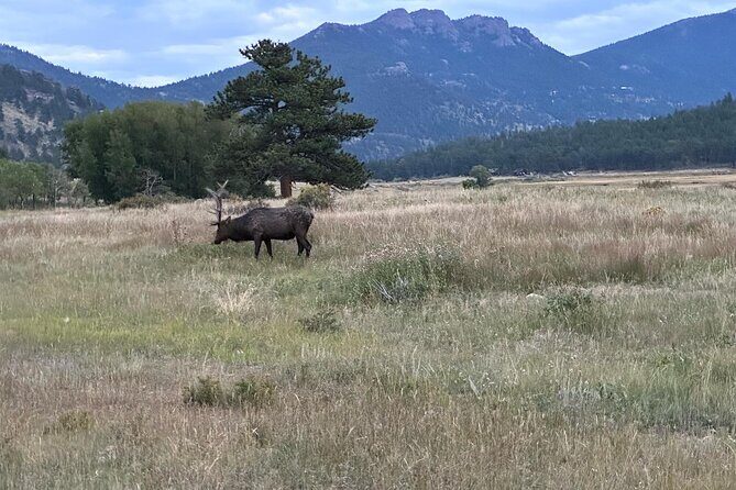 A Rutin' Good Time; Elk Tour in Rocky Mountain National Park - A Closer Look at the Elk Tour Experience