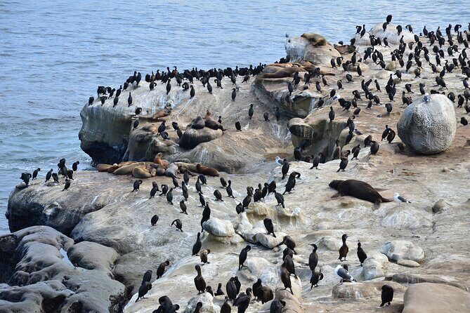 A Seaside Stroll: La Jolla's Hidden Treasures Self-Guided Tour - The Sum Up