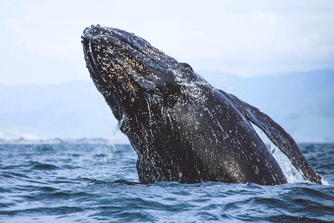 A Self-Guided Audio Tour Around Bodega Head - Who Will Love This Tour?