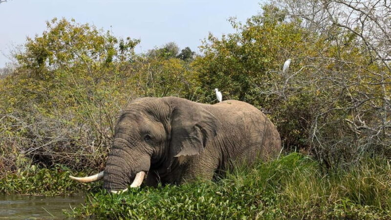 A three-day Akagera game safari - Key Points