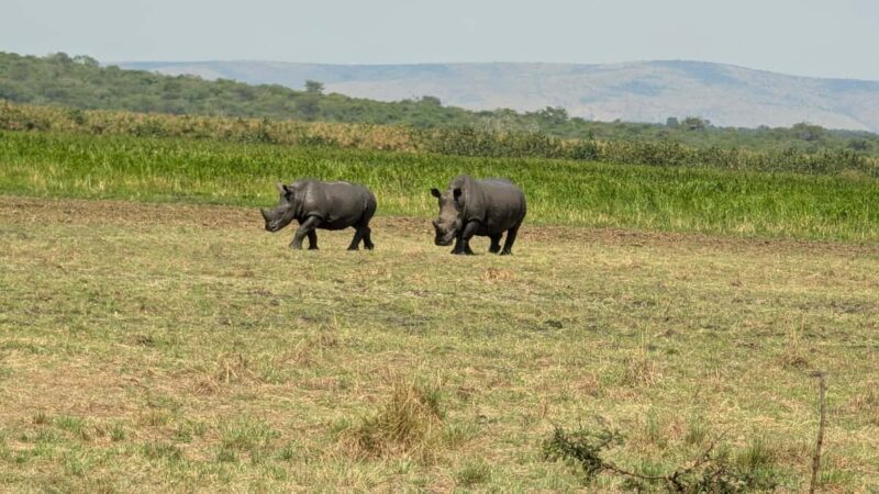 A three-day Akagera game safari - Who should consider this tour?