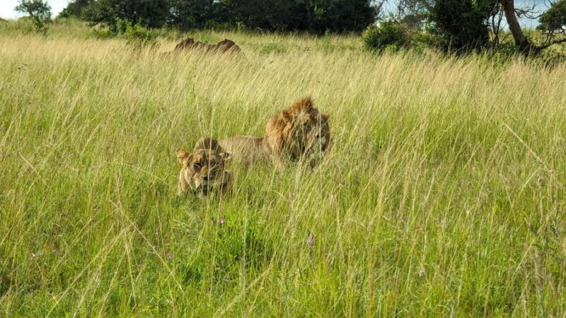 A three-day Akagera game safari - The Sum Up