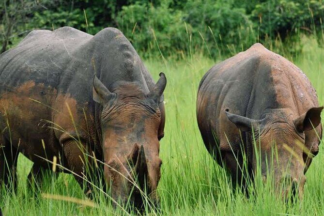 A Thrilling 1-Day Rhino Tracking Tour in Uganda - An In-Depth Look at the Experience