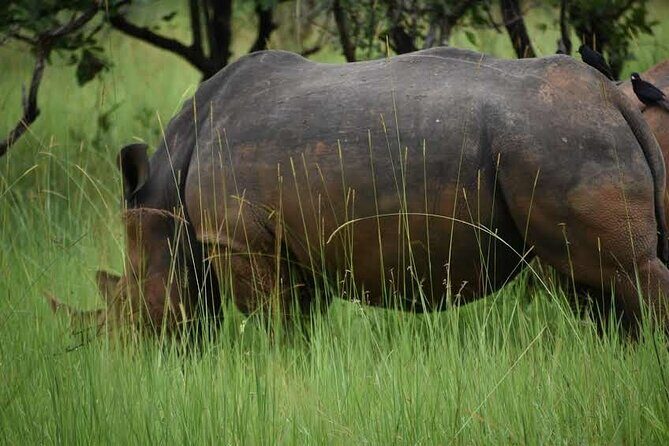 A Thrilling 1-Day Rhino Tracking Tour in Uganda - The Sum Up: Who Should Consider This Tour?