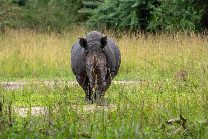 A Thrilling 1-Day Rhino Tracking Tour in Uganda - FAQ
