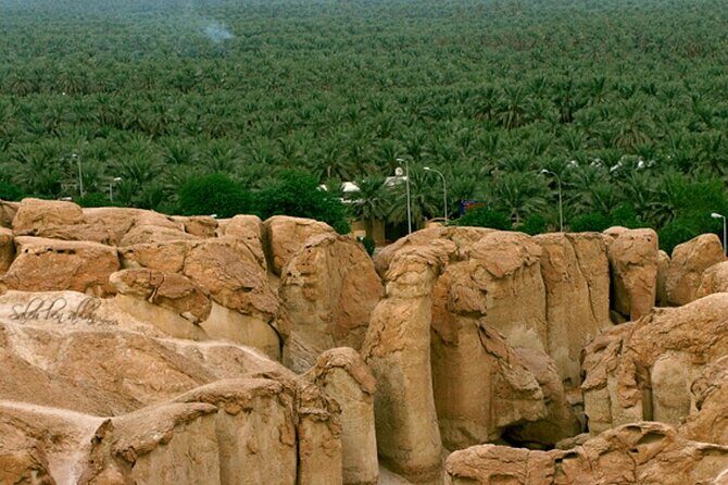 A tour in Al Ahsa the largest Oasis in the world - Why Choose This Tour?