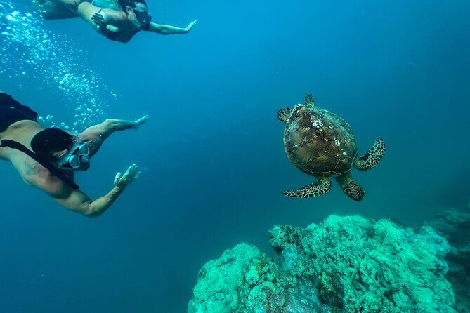 A Turtle Tour on Rarotonga - small groups, premium experience - Discovering Rarotonga’s Underwater Treasure