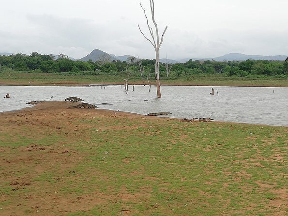 A Udawalawa Park safari, Tour from Colombo/Galle- (All inclusive) - Real Traveler Perspectives