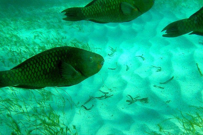 A Unique Private Snorkel Tour of Key Largo - What Makes the Experience Special?