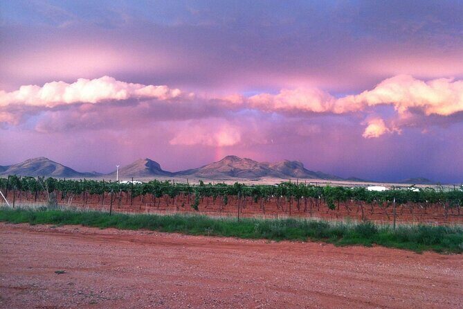 A Wine Tasting Experience in the Vineyards of the Desert - The Sum Up: Why This Tour Is a Great Choice
