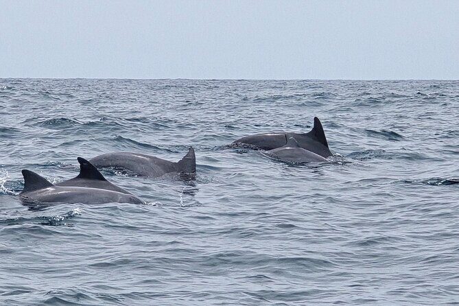 AAA Noosa National Park Tour and Dolphin Safari Whalesongsnoosa - The Live Whale and Dolphin Sounds: An Unforgettable Touch