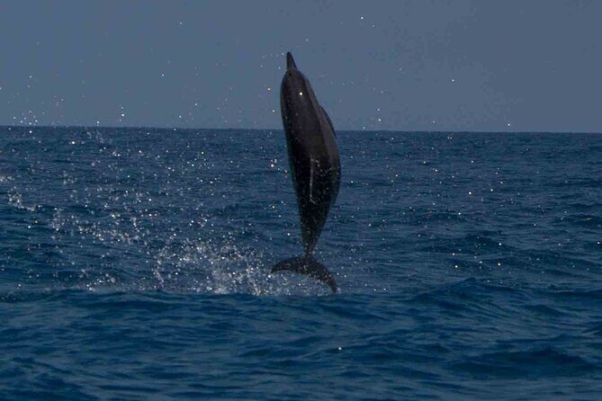 AAA Noosa National Park Tour and Dolphin Safari Whalesongsnoosa - The Educational Component
