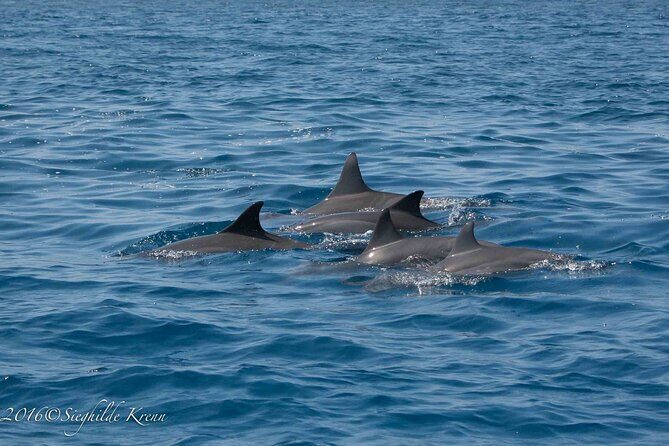 AAA Noosa National Park Tour and Dolphin Safari Whalesongsnoosa - Cost and Value