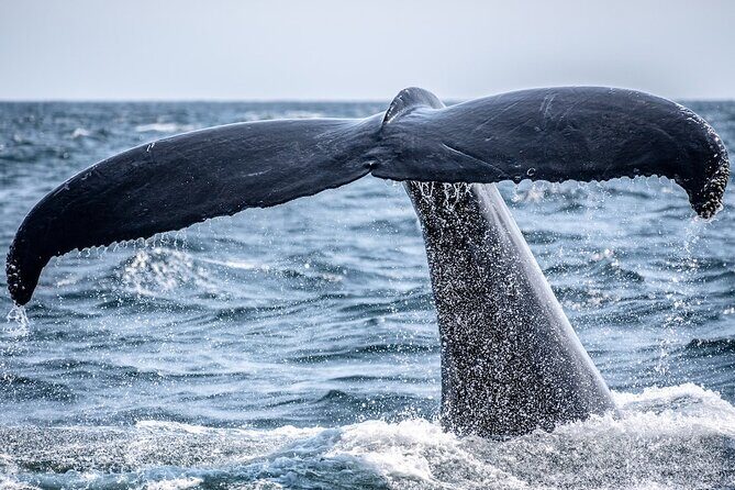 AAA NOOSA Whale watching experience in Noosa Whalesongsnoosa - What Makes This Tour Special?