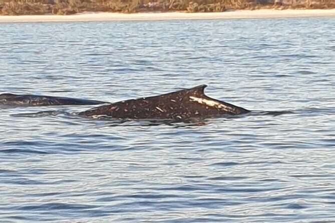 AAA NOOSA Whale watching experience in Noosa Whalesongsnoosa - Authentic Encounters and Reviews