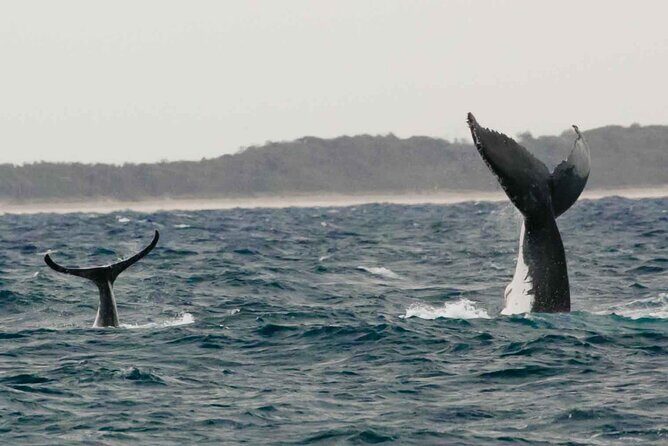 AAA NOOSA Whale watching experience in Noosa Whalesongsnoosa - Practical Details and Tips