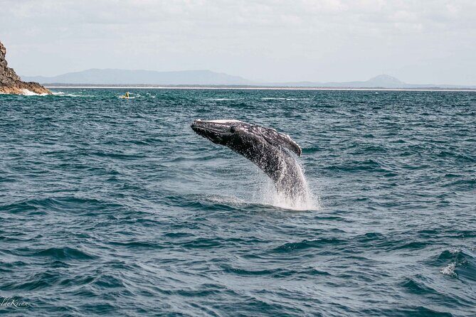 AAA NOOSA Whale watching experience in Noosa Whalesongsnoosa - Who Should Consider This Tour?