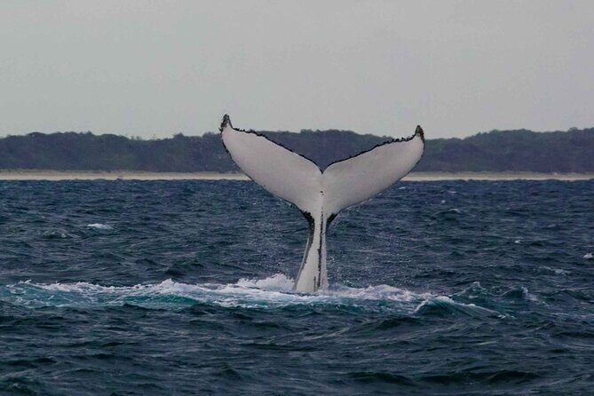 AAA NOOSA Whale watching experience in Noosa Whalesongsnoosa - The Sum Up: Who Will Love This Experience?