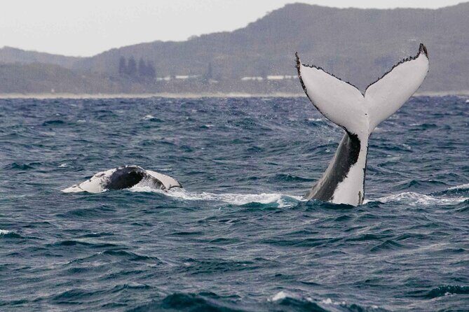 AAA NOOSA Whale watching experience in Noosa Whalesongsnoosa - FAQ