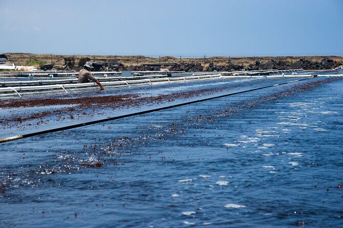Abalone Farm Tour - Authentic Experiences from the Reviewers