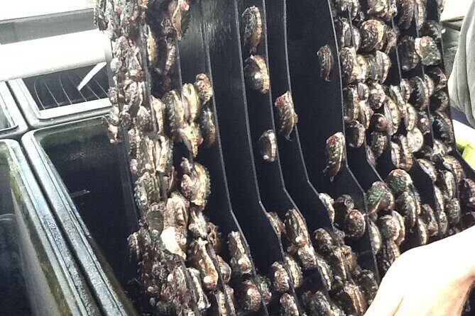 Abalone Farm Tour - Concluding Thoughts: Is It Worth It?