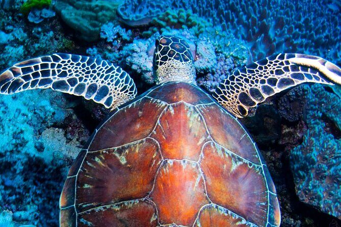 ABC Reef Safaris - Key Points