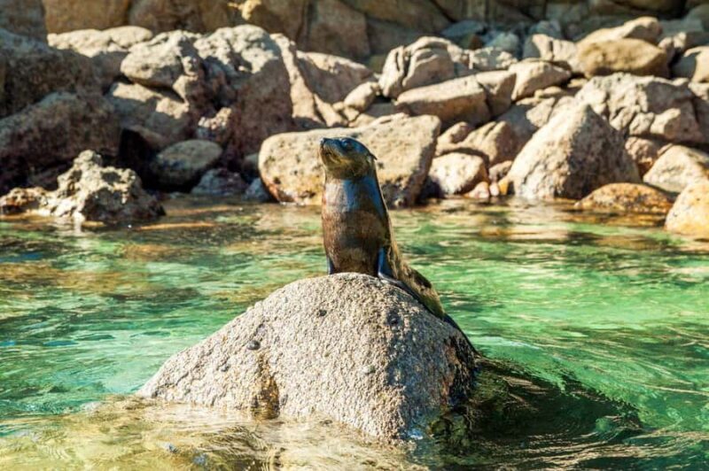 Abel Tasman National Park: Cruise and Hike Full-Day Tour - An In-Depth Look at the Abel Tasman Full-Day Tour
