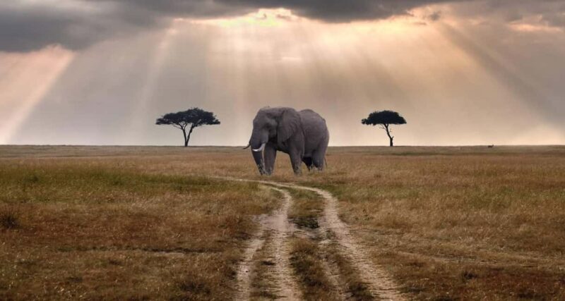 Aberdare National Park Day Excursion From Nairobi - Practical Details and Considerations