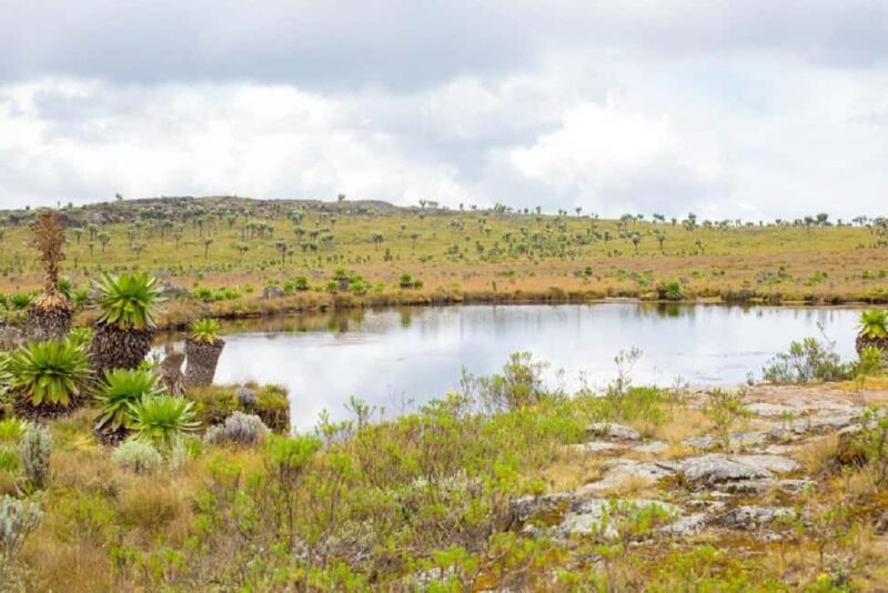 Aberdares: Seven Ponds Guided Hike with Views - A Deep Dive into the Aberdares Seven Ponds Hike